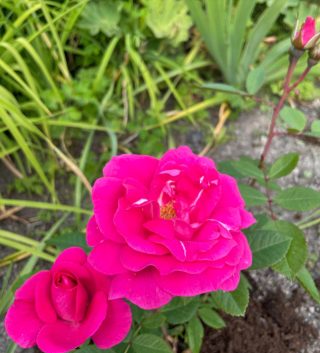 Lördagsnöje: 
Min ”Morden Centennial”-ros blommar för första gången – och som den blommar. (Har ni någonsin gått in i en trädgård och tänkt ”här är det på tok för mycket rosor?” Nä. Så fler och mer, hela tiden!)
